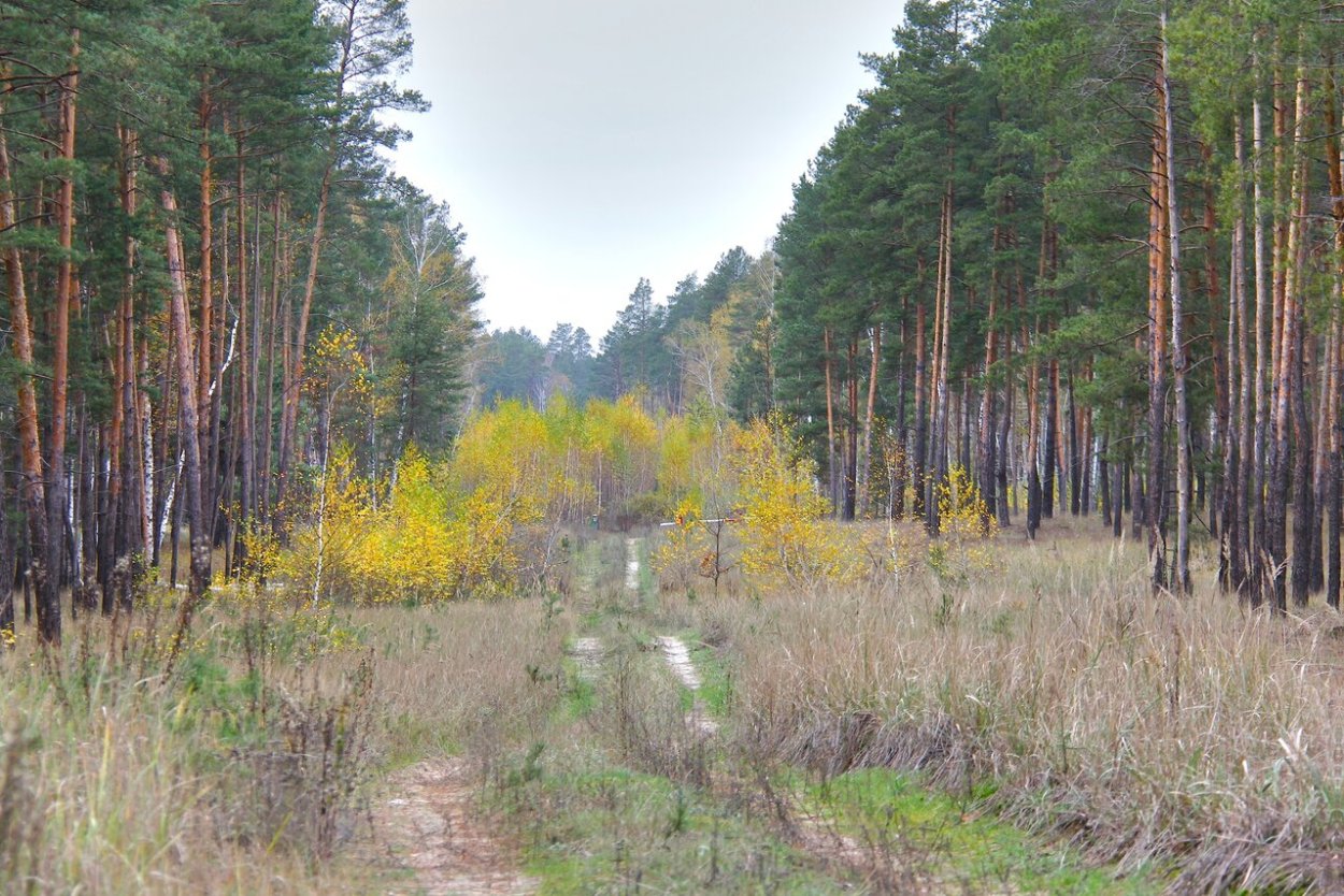 Кременские леса национальный парк