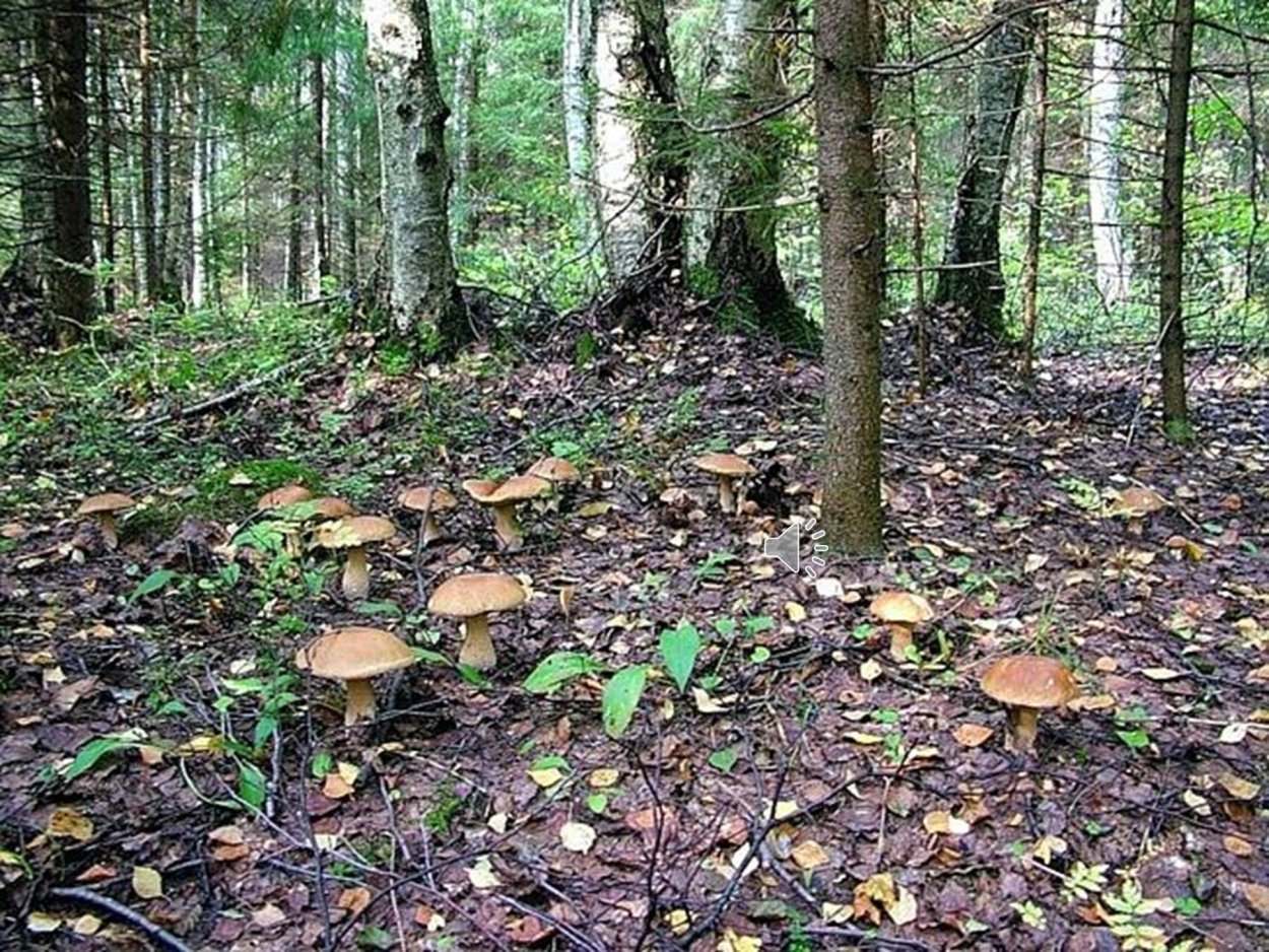 Памятники в Кременной