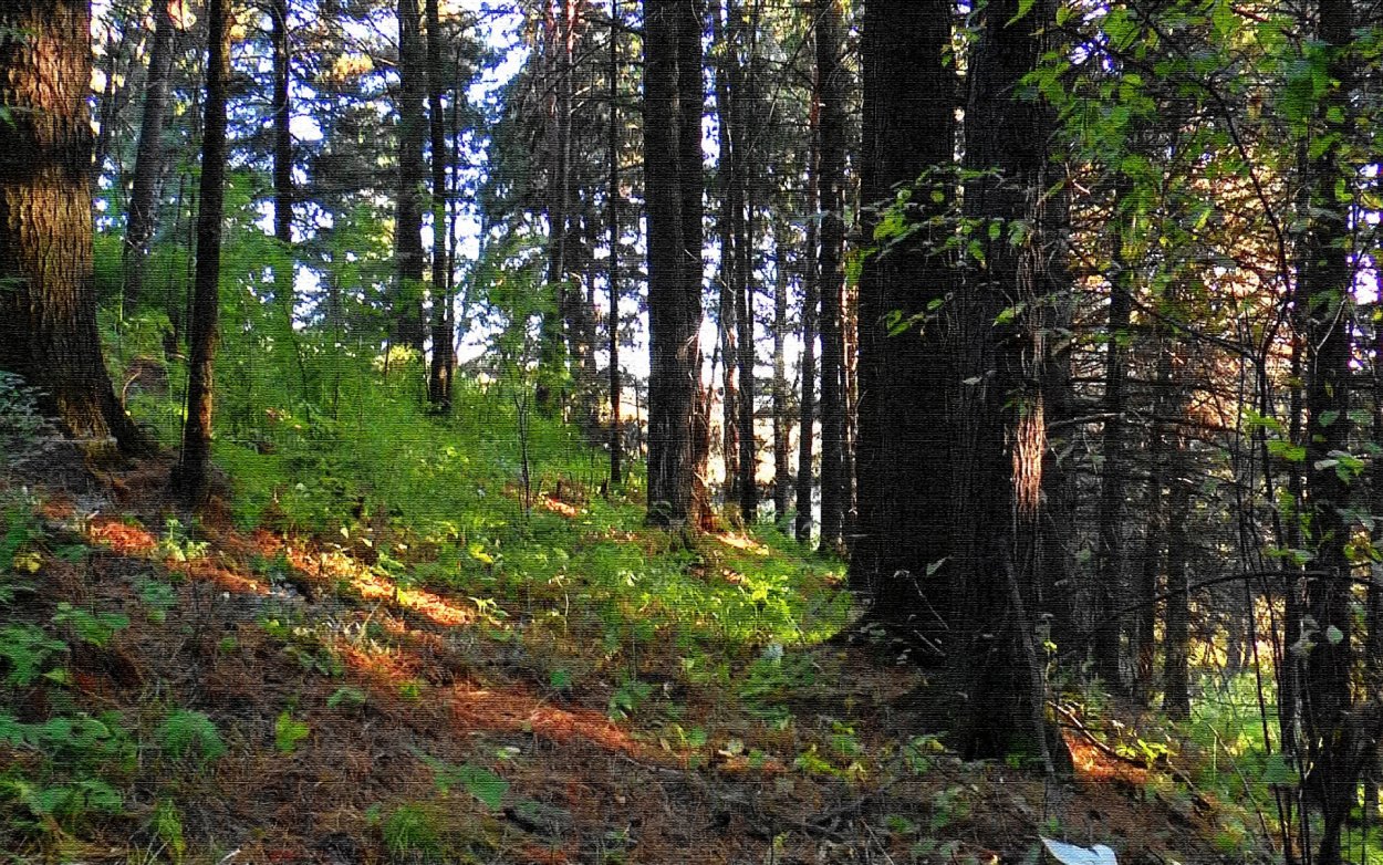 Сосновый Бор Рязань лес