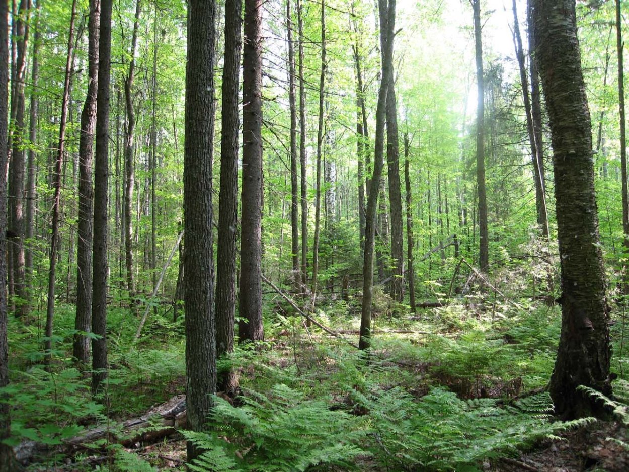 Леса Подмосковья