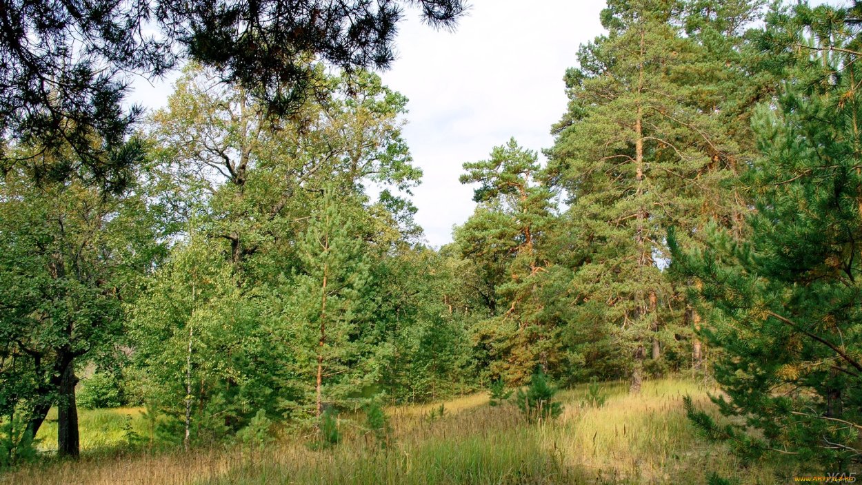 Зимний лес бревно