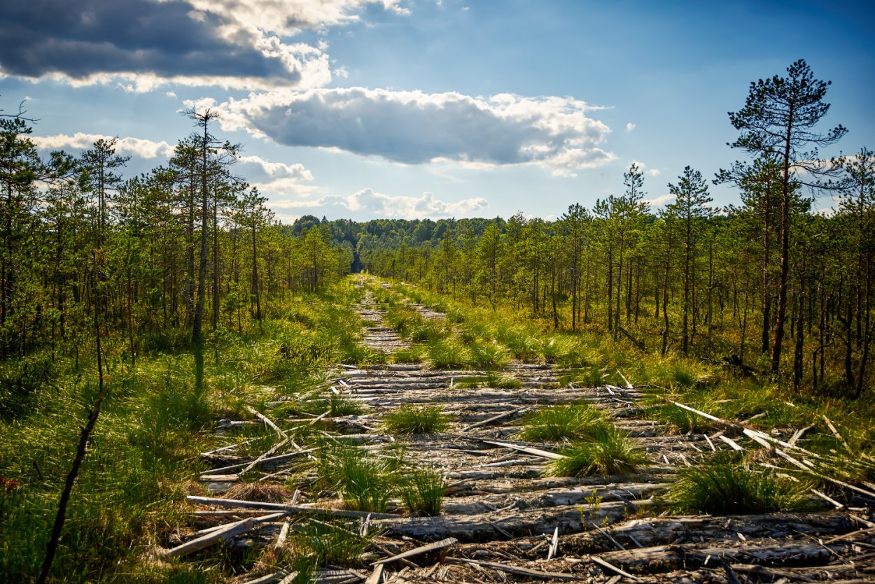 Лес Тольятти