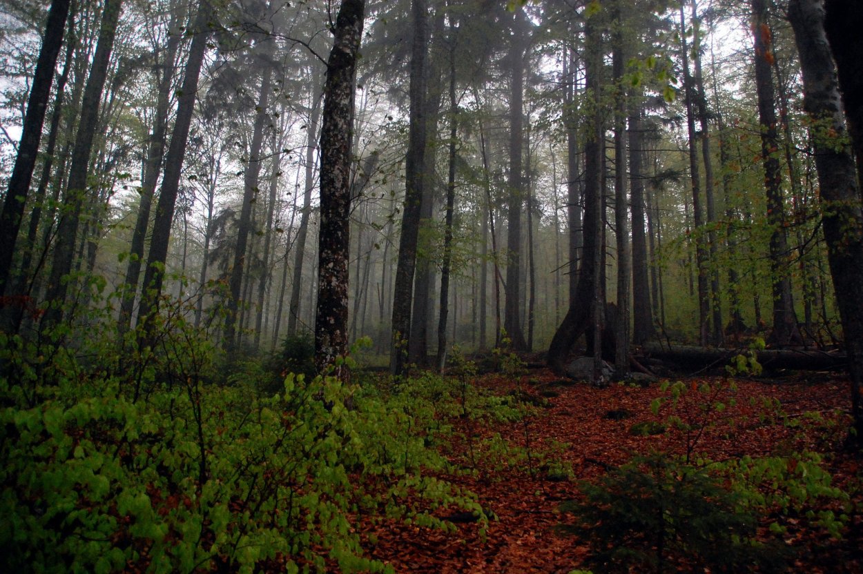 Заказник Линдуловская роща