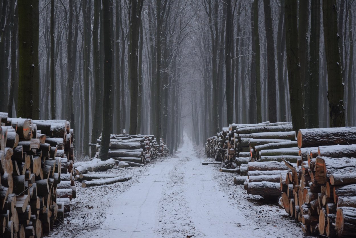 Двинско-Пинежский Лесной массив