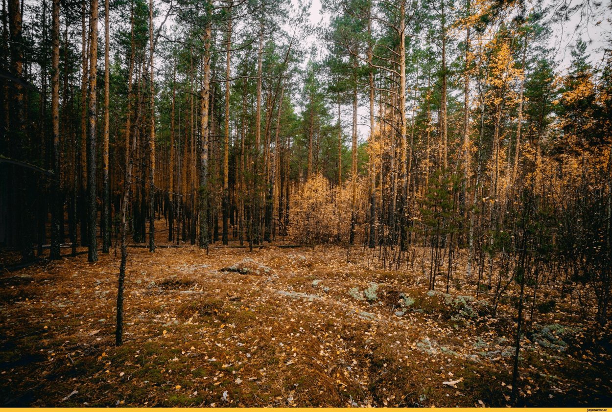 Сосновый лес ХМАО