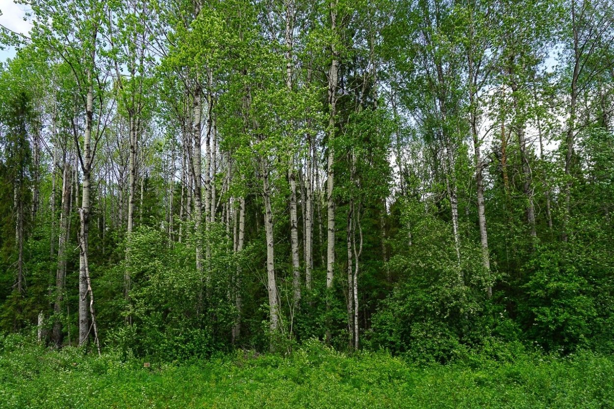 Рододендрон Даурский