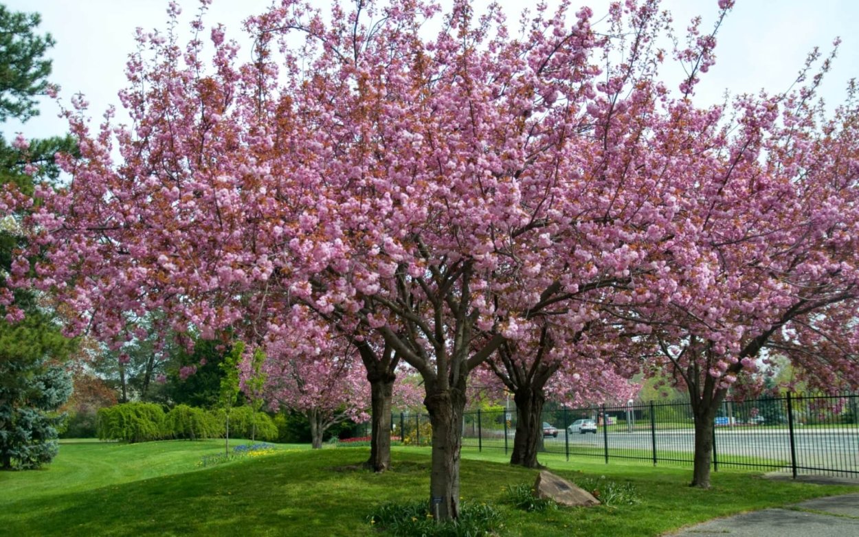 Вишня мелкопильчатая Сакура Канзан