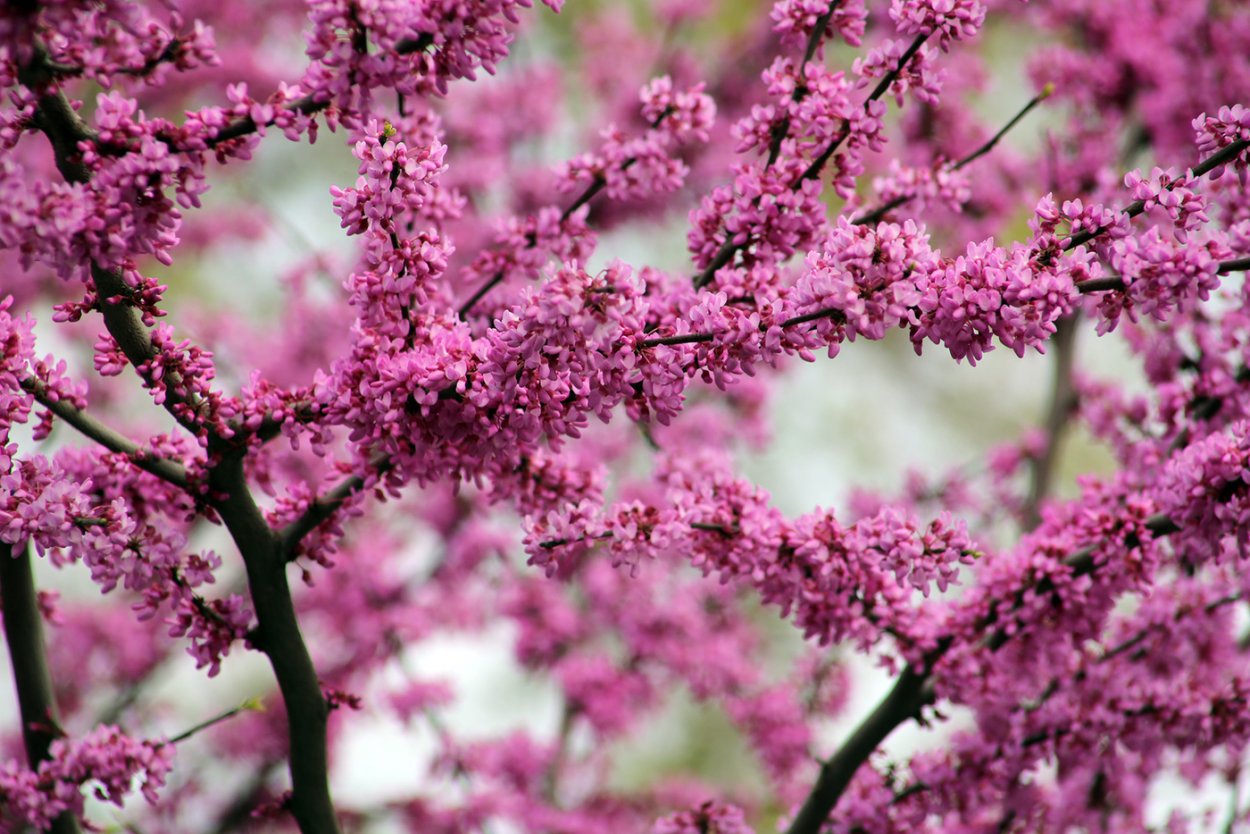 Розовое дерево Цирцея