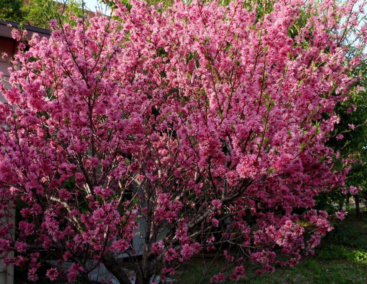 Декоративное дерево с розовыми цветами