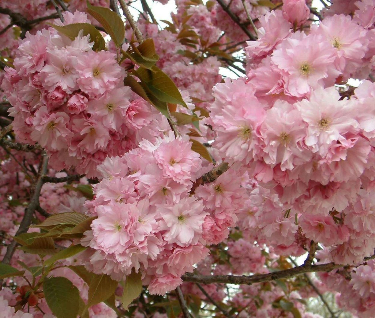 Prunus serrulata (вишня мелкопильчатая)