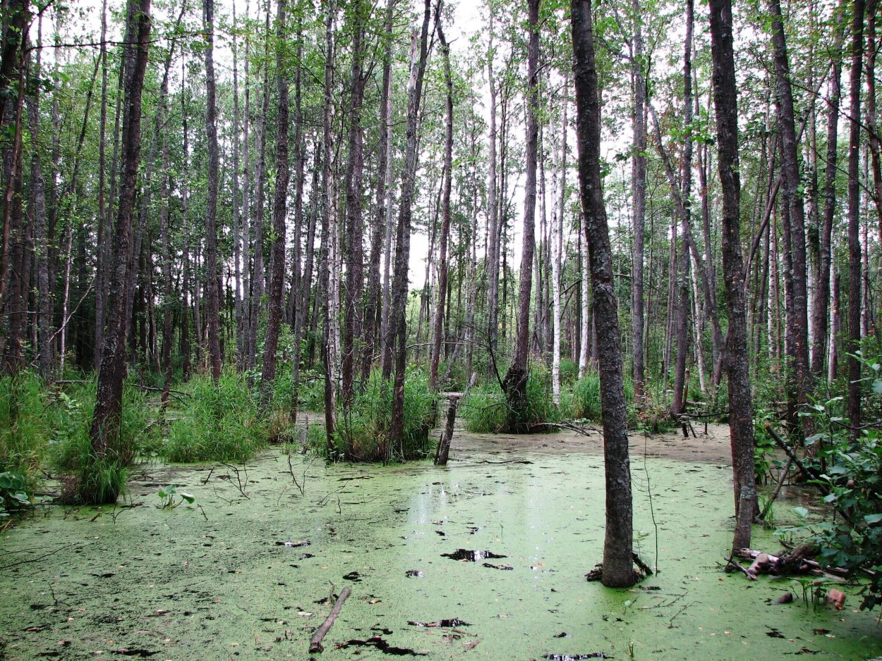 Черноольшанник осоковый
