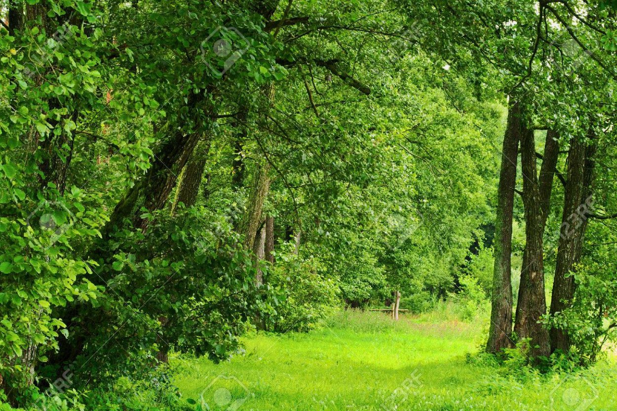 Пойменные Ольшаники