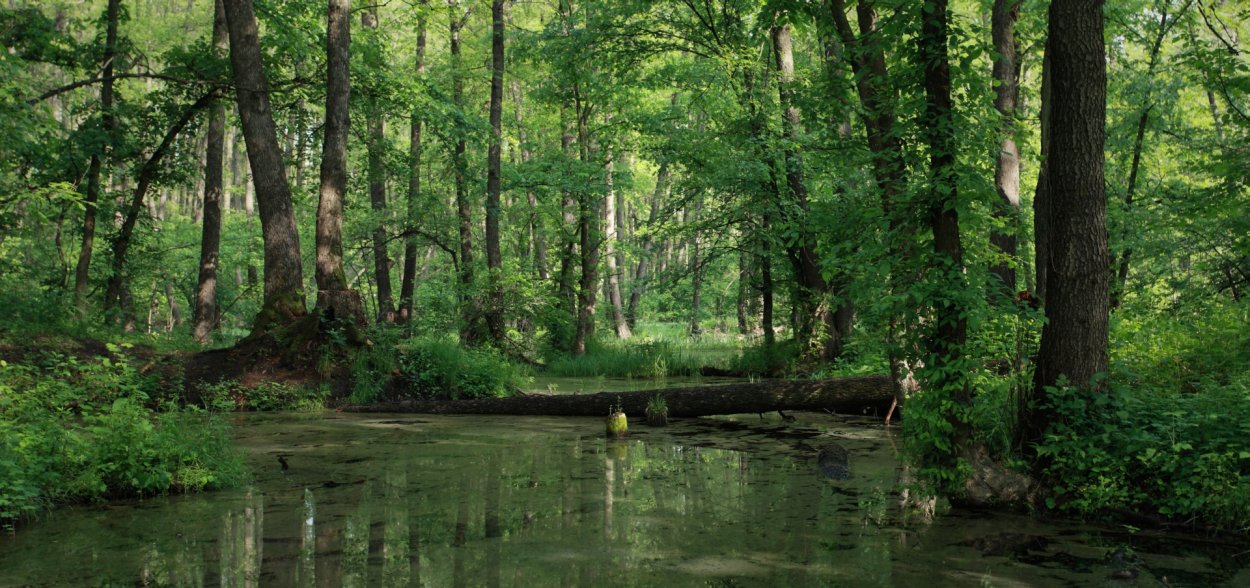Дуб в хвойном лесу