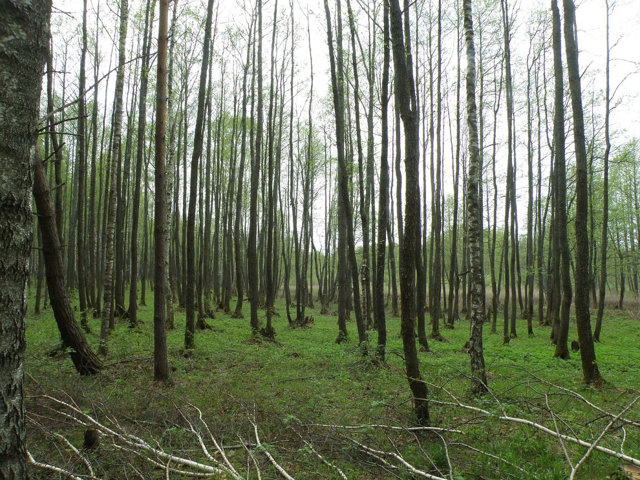 Сосновый Бор прогулочная тропа