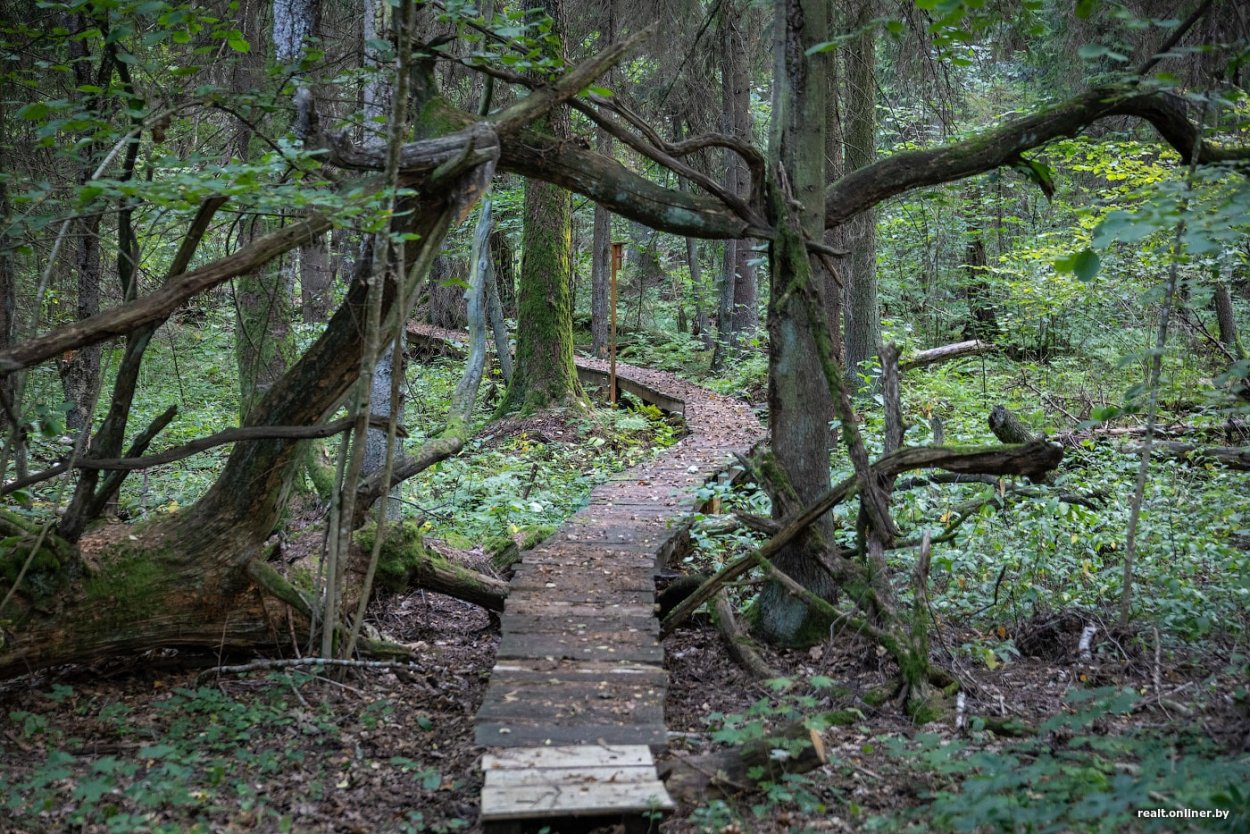 Маленькое дерево в лесу