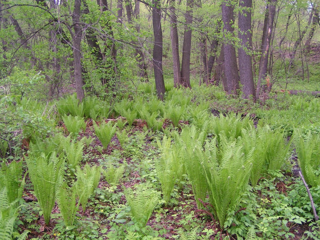 ДНП Ольшаники 1