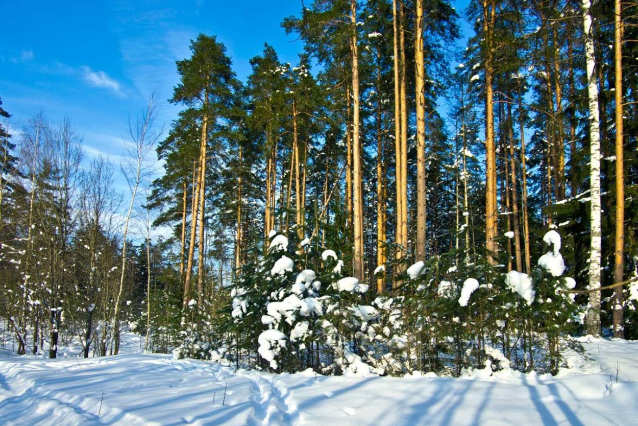 Широколиственные леса Московской области