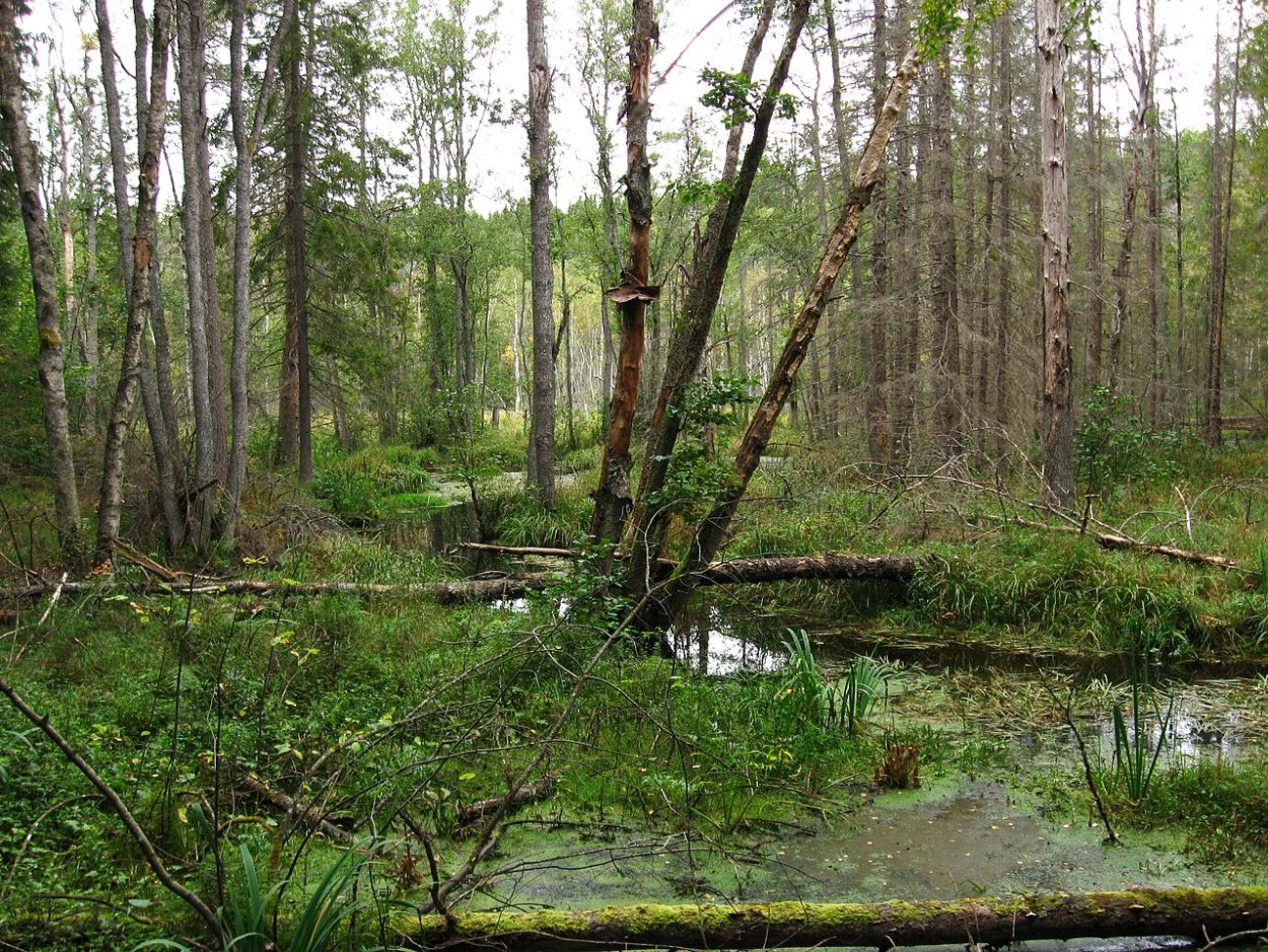 Bialowieza Forest in Eastern Poland images
