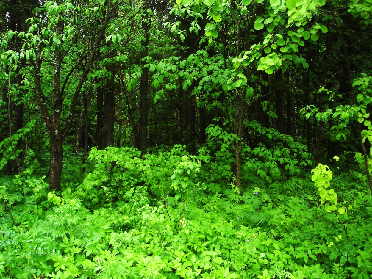 Ольшаники Курской области