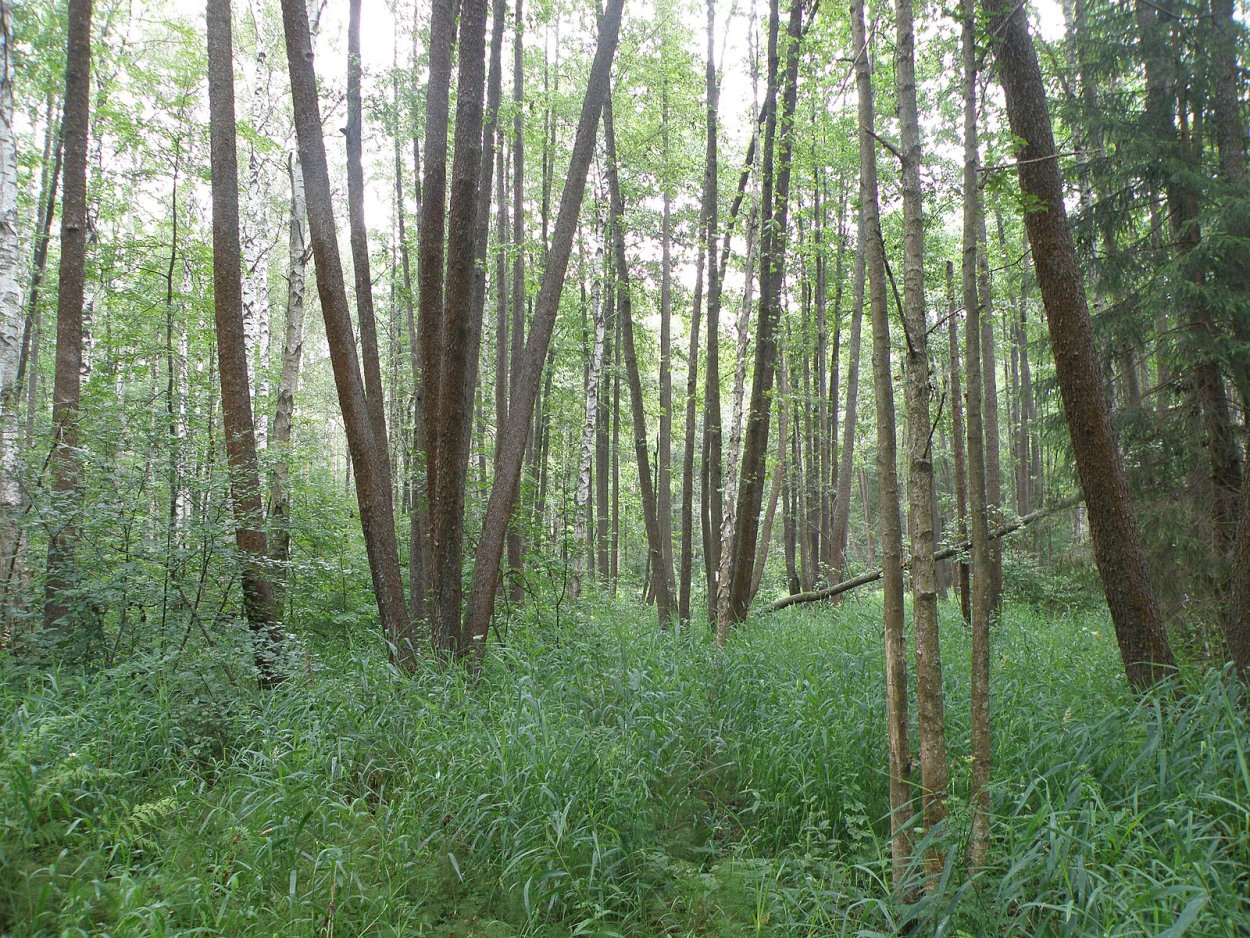 Мхи и лишайники Карелии