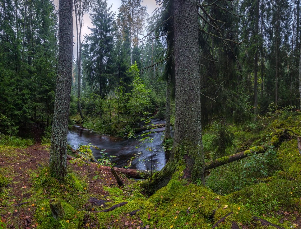 Широколиственные леса Удмуртии