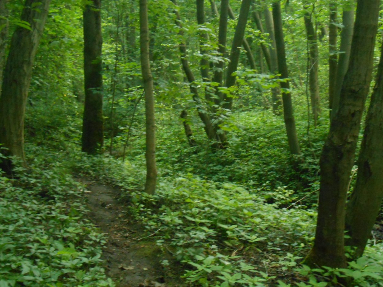 Черноольшанник осоковый