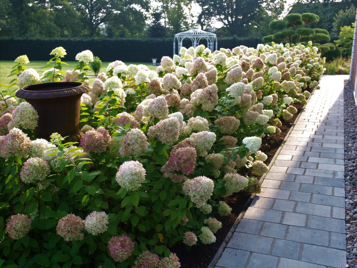 Гортензия древовидная Лаймлайт