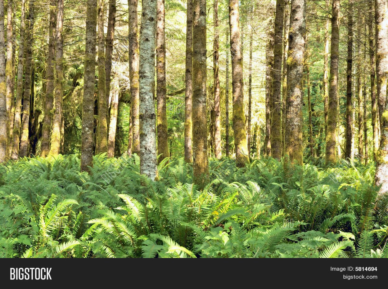 Ольховые заросли