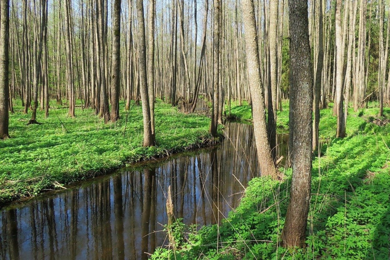 Ольховник лес