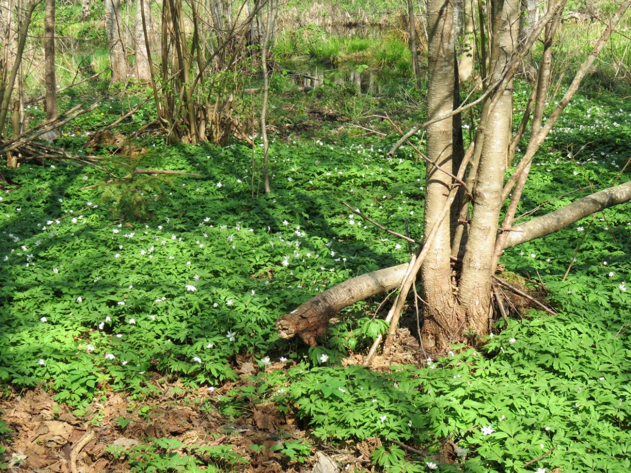 Лосево парк база отдыха