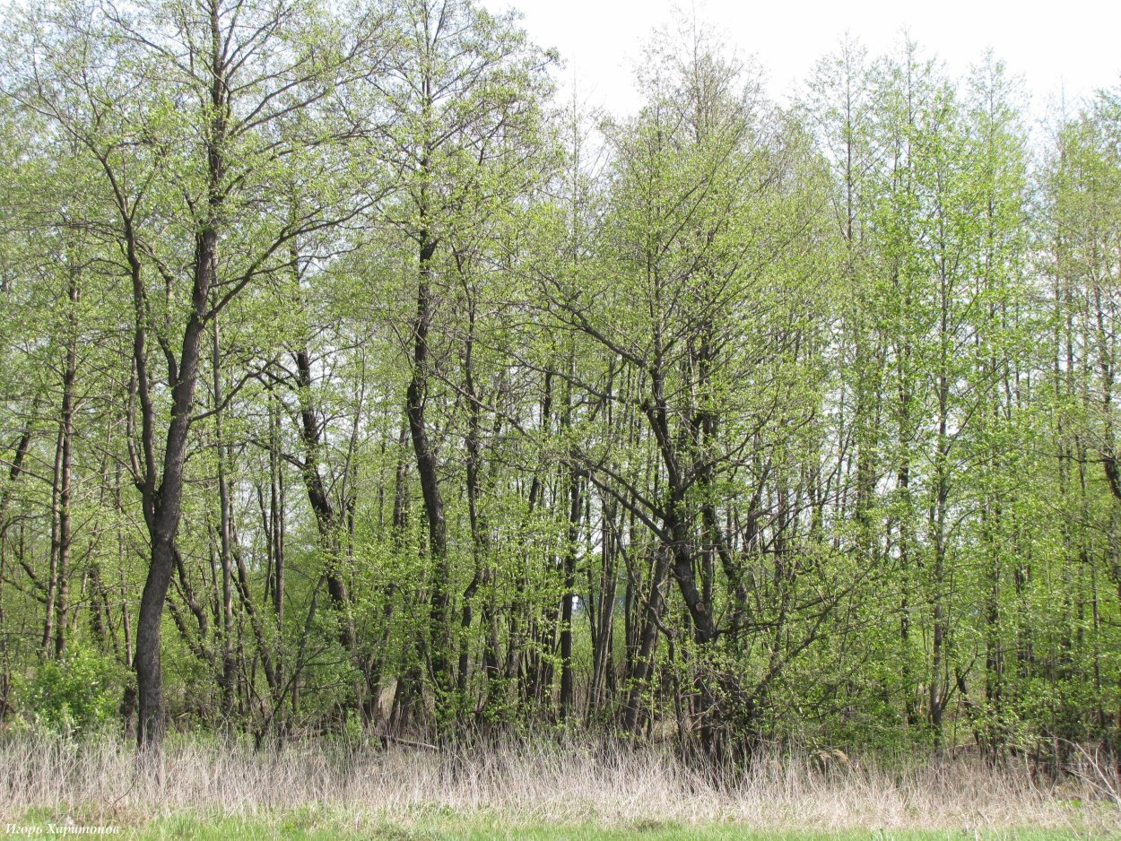 Ольшанник или ольшаник