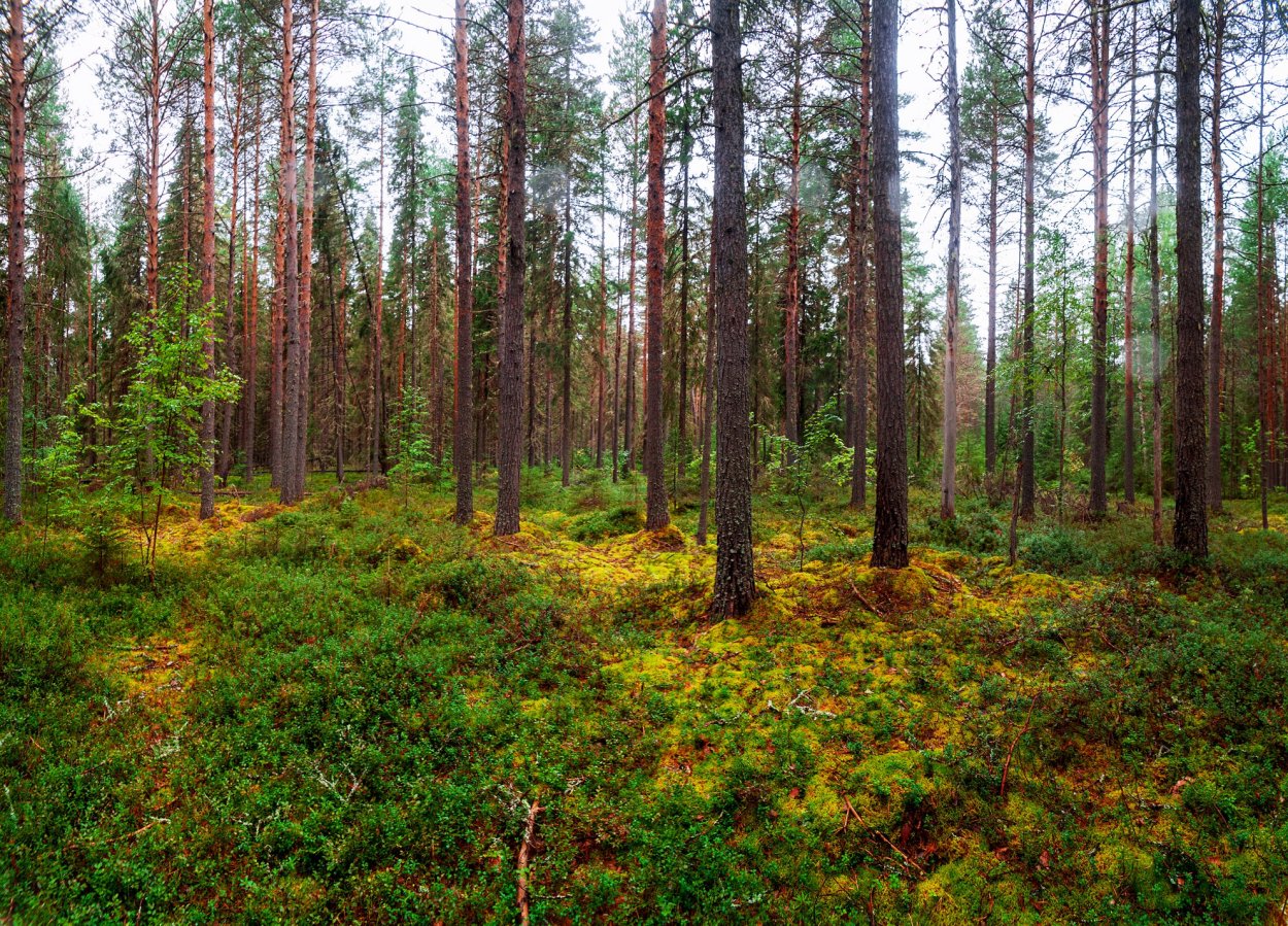 Черноольховые топи