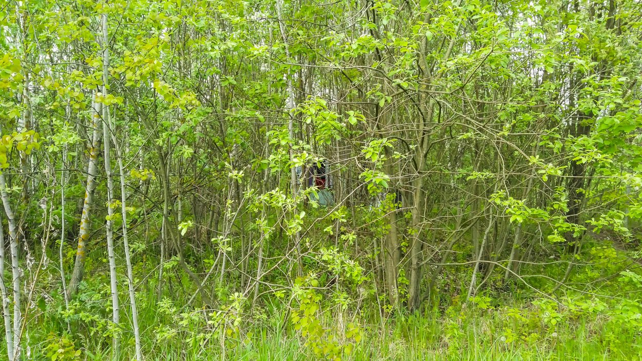 Сарматский смешанный лес