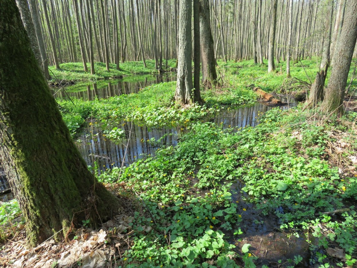 Липняк снытевый