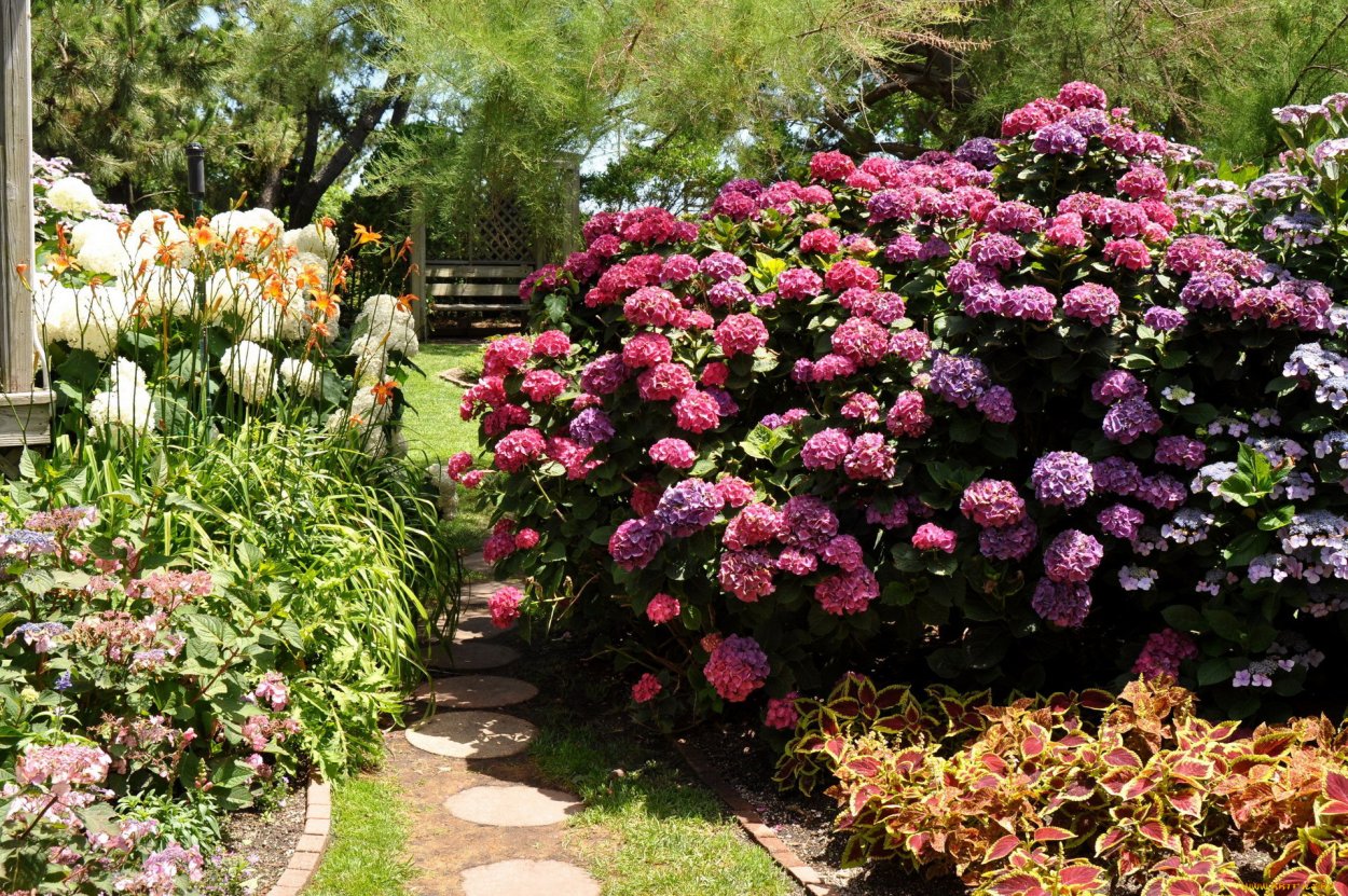 Цветы в саду кустом