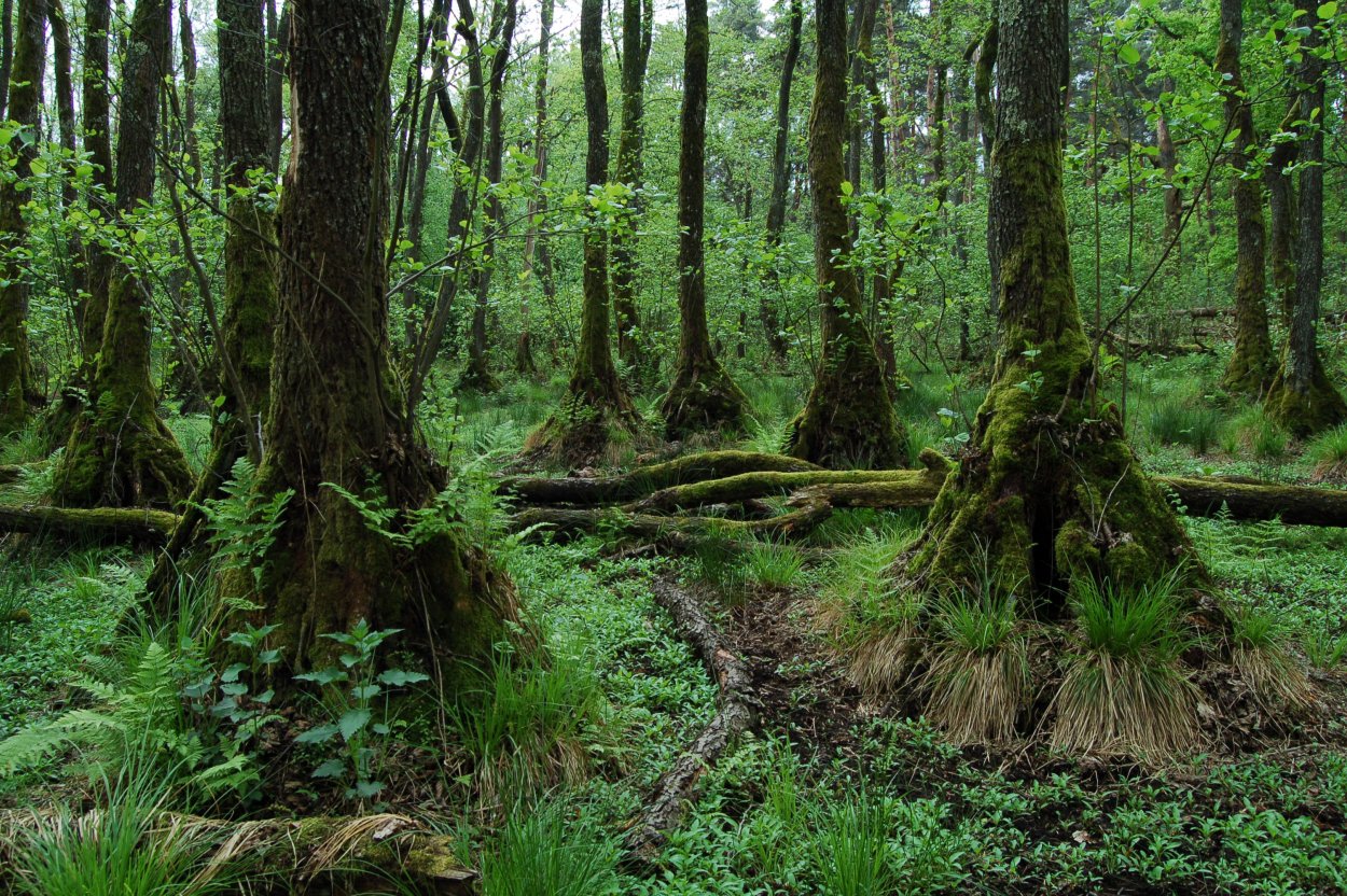 Беловежская пуща болото дикое