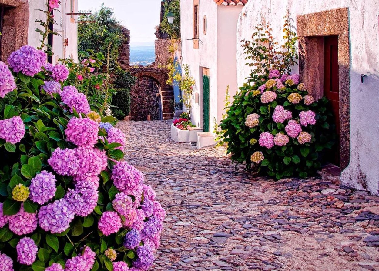 Сицилия розы