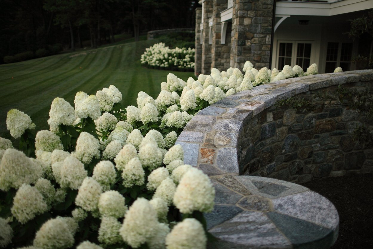 Гортензия высокорослая