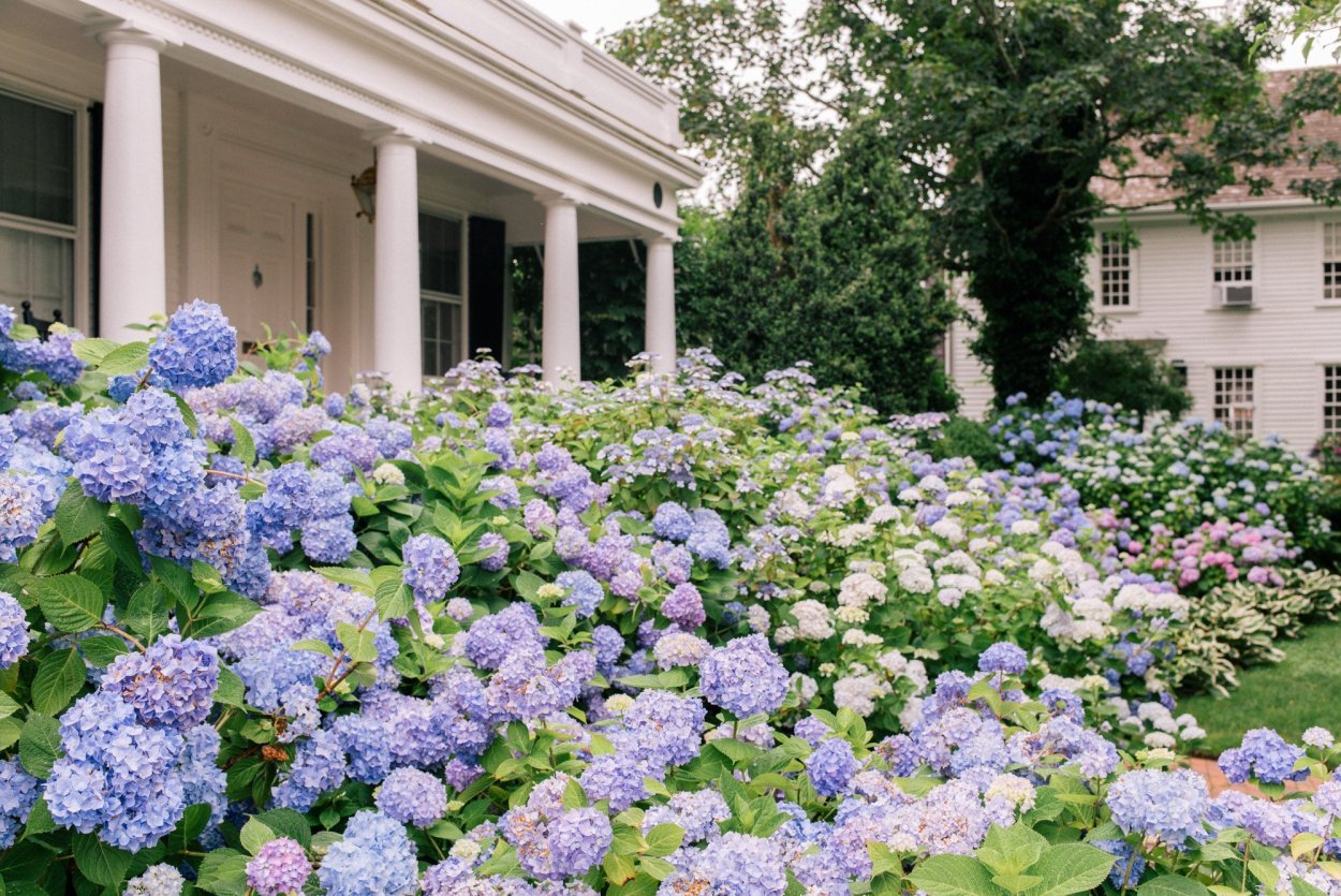 Акармара гортензии