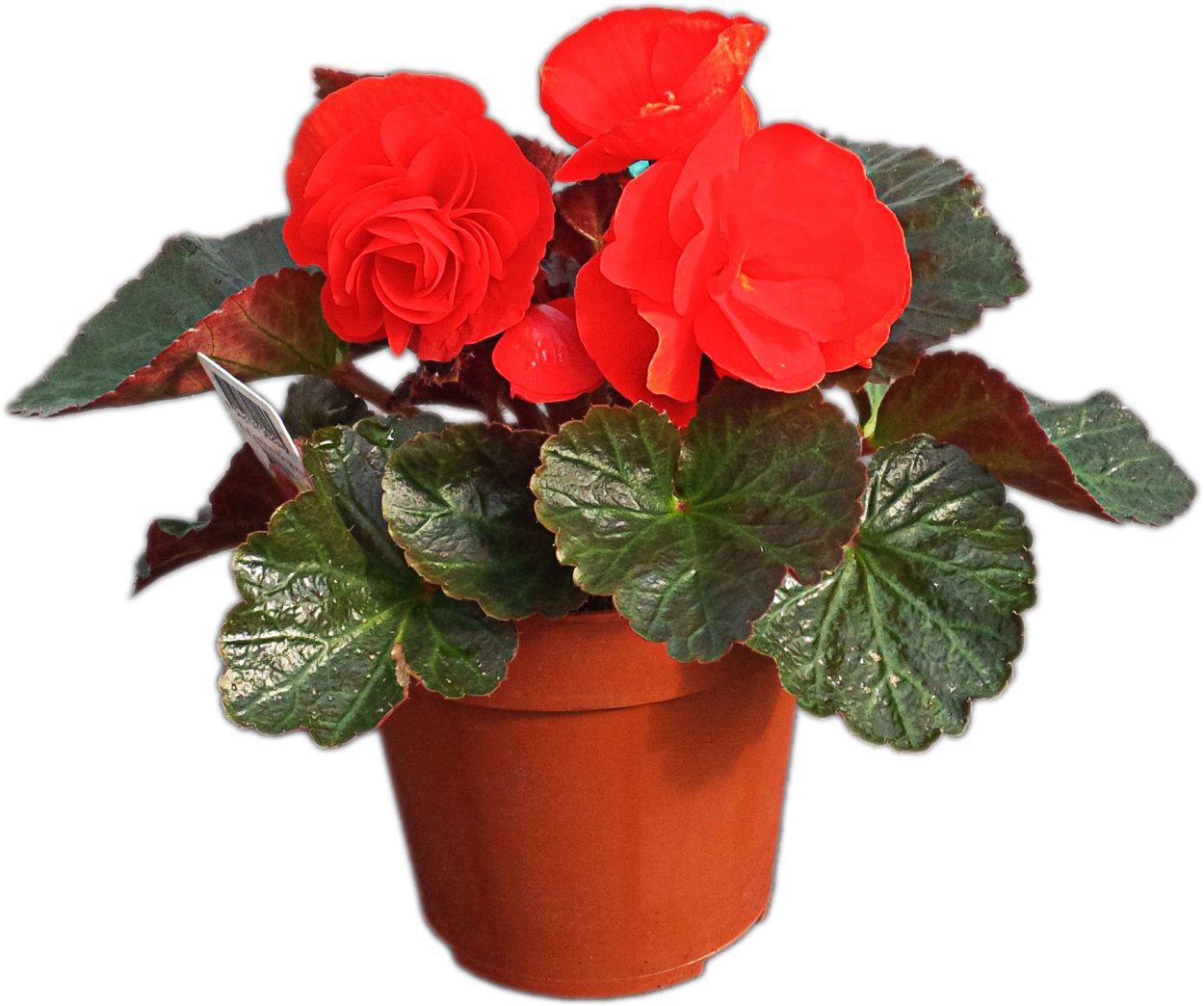 Бегония glowing embers Orange