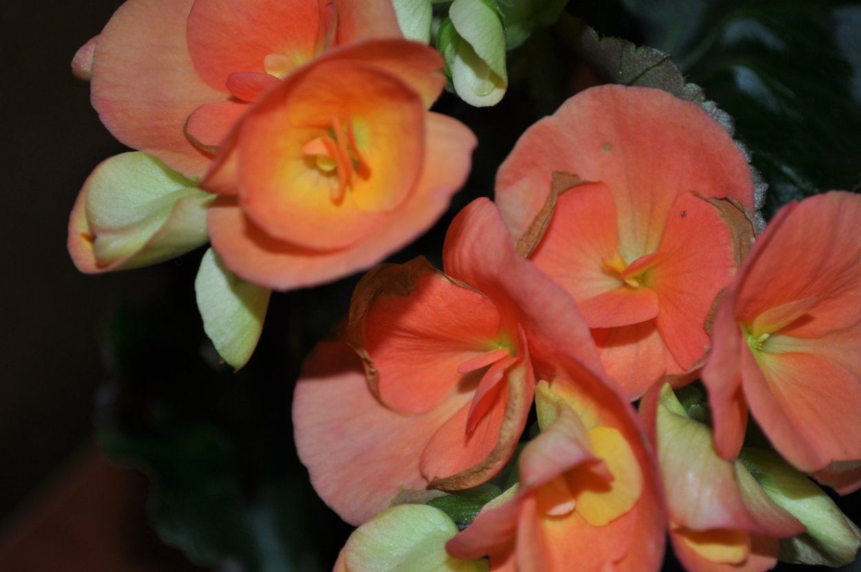 Бегония коралловая Королевская крапчатая