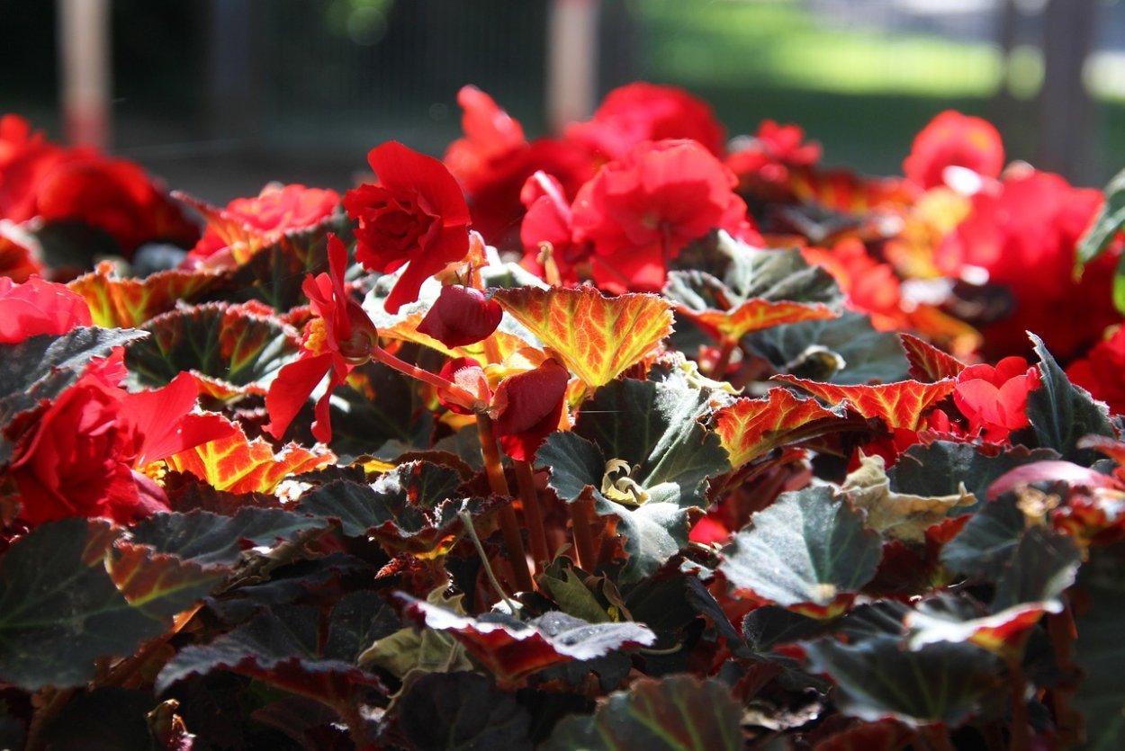 Бегония ампельная Голден Бэлкони