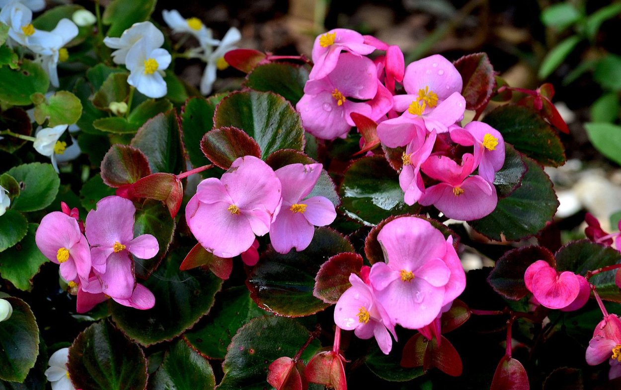 Бегония палмата