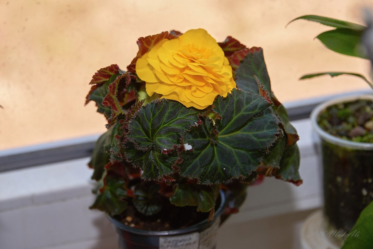 Бегония Элатиор оранжевая