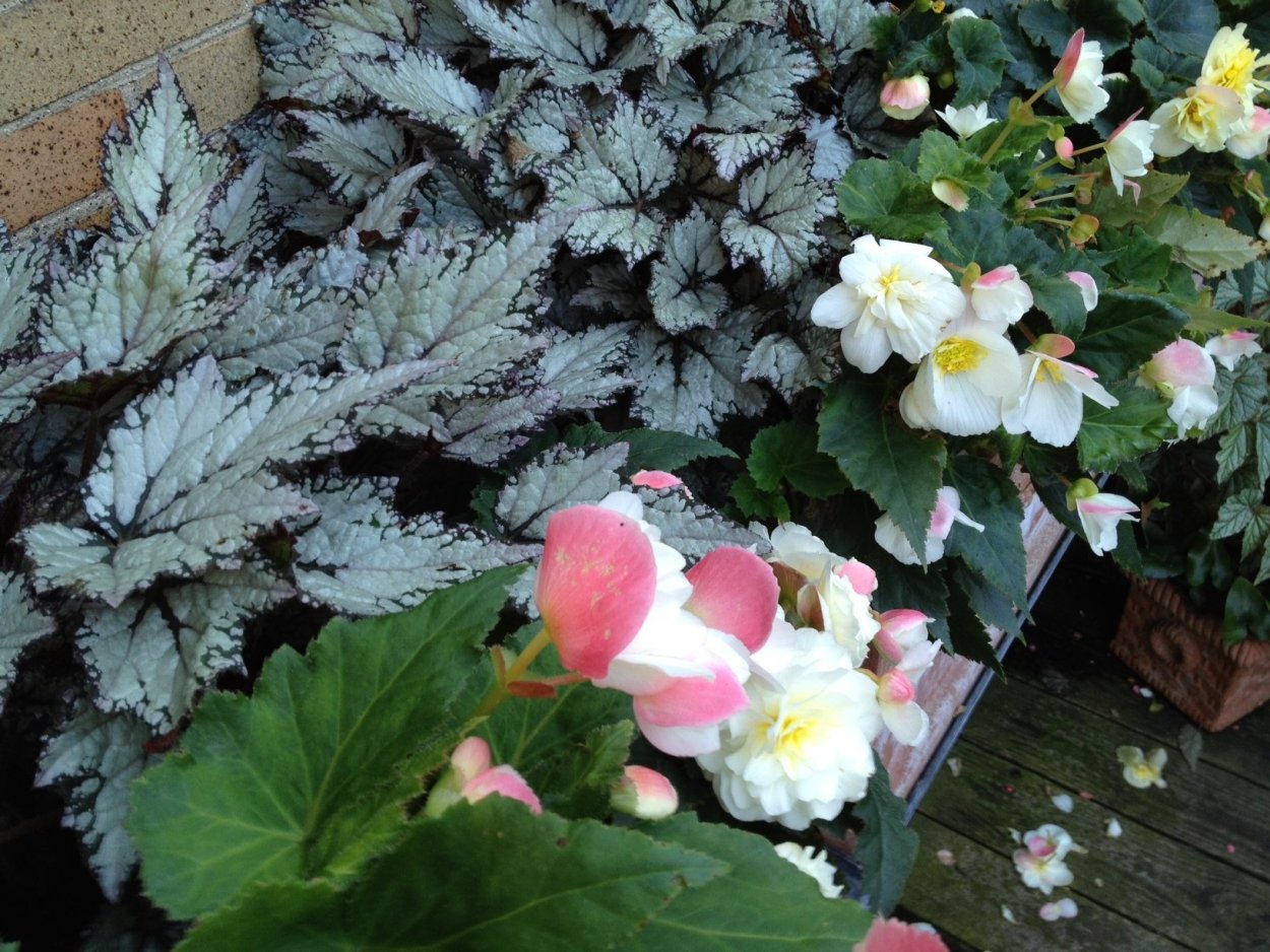 Цветок бегония клубневая