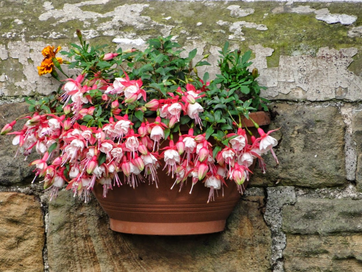 Бегония Элатиор махровая