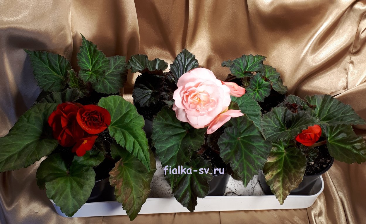 Бегония декоративнолиственная Королевская