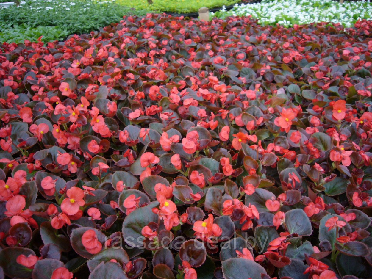 Цветок бегония рекс