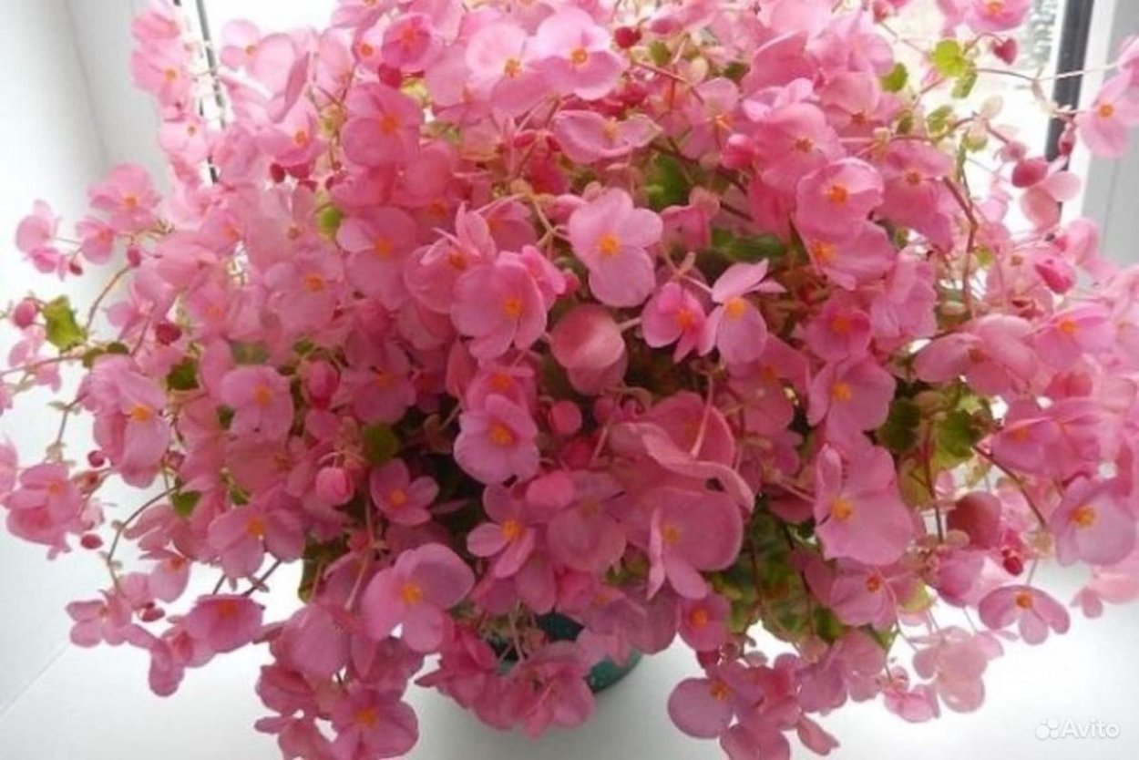 Бегония рекс Лилиан