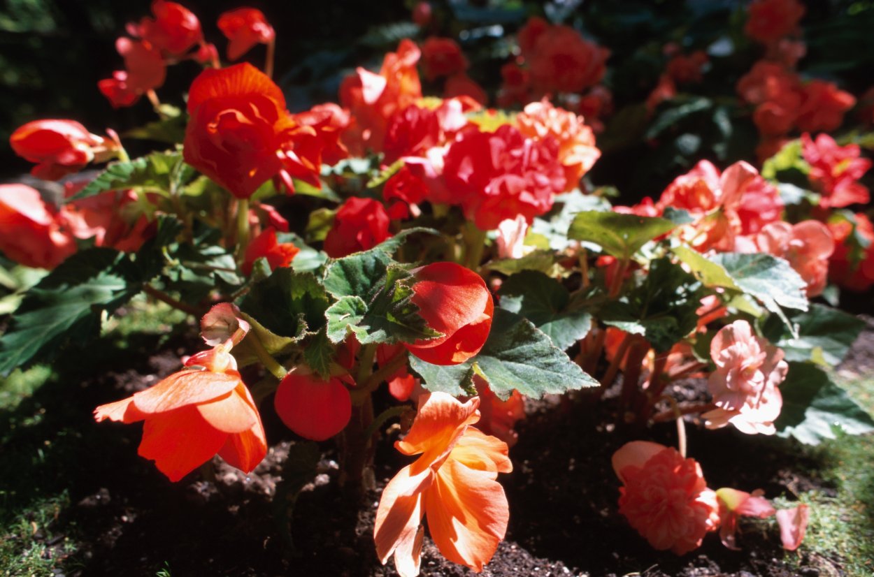 Фуксия цветок ампельная